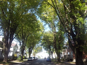Tree Lined Street